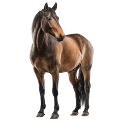 Obraz premium Majestic Brown Horse on Black Background on a white background.