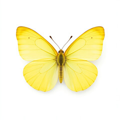 Fototapeta premium Close-Up of a Beautiful Yellow Butterfly – A Perfect Moment in Nature