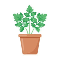 Parsley Plant in a Pot on Black Background