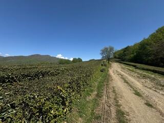 Obraz premium The beautiful and serene landscape of the tea plantation offers a breathtaking view of nature