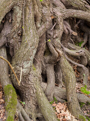 A tangle of tree roots in detail.
