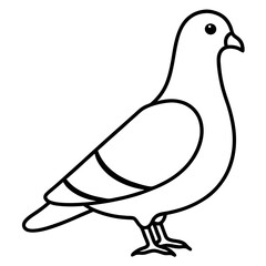 Graceful Pigeon Line Drawing