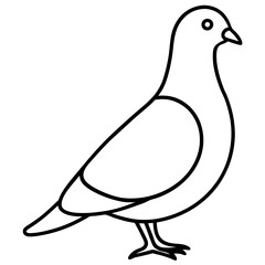 Graceful Pigeon Line Drawing