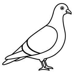 Graceful Pigeon Line Drawing