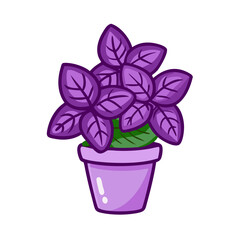 Purple basil plant in pot on black background