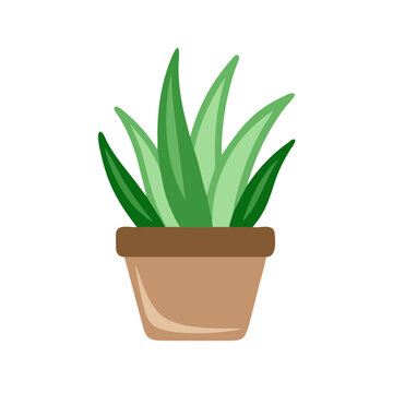 recommend clip art: Green Succulent Plant in Pot on Black Background