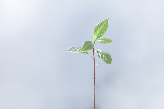 Close-up of an avocado seedling plant in front of a white background