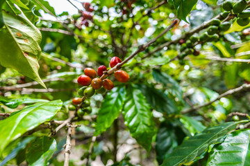 Organic Colombian coffee with farmers picking on the farm. harvesting robusta and arabica coffee berries by farmers hands, worker harvests arabica coffee berries on its branch, harvest concept.