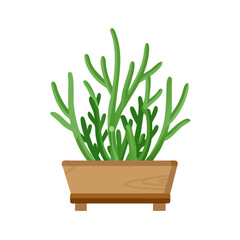 Pencil Cactus Plant in Wood Pot Illustration
