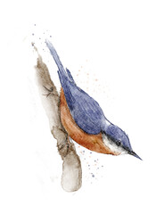 digital sketch of a nuthatch (Sitta europaea ) perched on a log