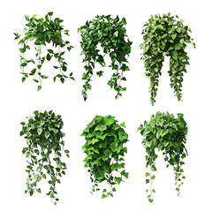 Naklejka premium Lush Green Ivy Plants Hanging and Bushy Variations,