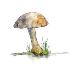 Botanical hand painted illustration of a mushroom.
