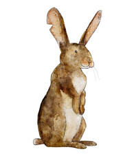 Watercolor drawing. Bunny standing on its hind legs on a white background