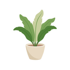 Elegant bird's nest fern in a pot illustration