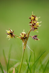 Close-up of a graceful bika flower outdoors.
