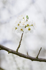 Beautiful white plum blossoms on a branch.

