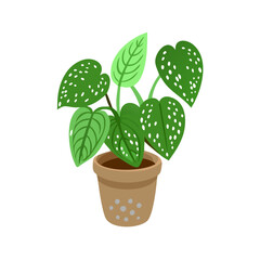 Cute Cartoon Monstera Obliqua Plant in Pot Illustration