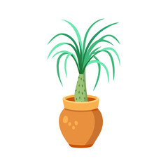 Ponytail Palm in Pot, Indoor Plant Illustration