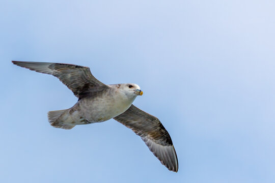 Flying Arctic fulmar or northern fulmar in Svalbard, Norway in Spitsbergen, Van Keulenfjorden with the blue sky as background