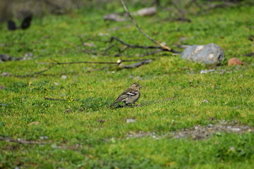 Obraz premium bird on the grass