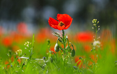 Large poppy field in Kazakhstan.