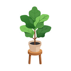 Fig Leaf Plant on Stool Indoor Illustration