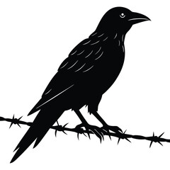 crow on a white background