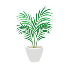 Cartoon Areca Palm in White Pot on Black Background