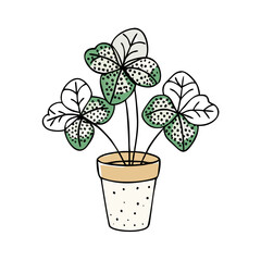 Polka Dot Oxalis Plant in Pot, Doodle Style