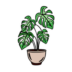 Monstera Deliciosa Houseplant in Pot, Black Background