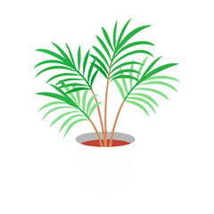 Obraz premium Potted Parlor Palm Plant for Home Decor Illustration