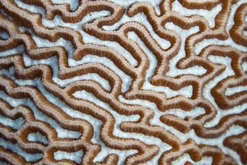 Detail of a coral colony growing on a healthy coral reef in Indonesia. Many corals are made up of many genetically identical polyps and play a large role in tropical marine ecosystems.