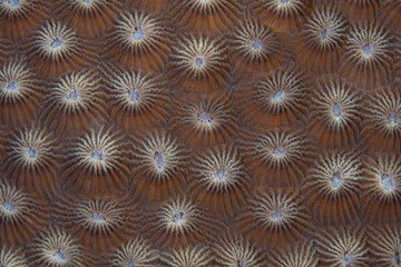 Detail of a coral colony growing on a healthy coral reef in Indonesia. Many corals are made up of...