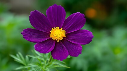 Obraz premium A vibrant purple flower with a bright yellow center blooms against a soft green background
