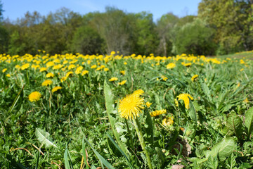 Obraz premium Field of Bright Yellow Dandelions