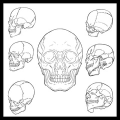 Illustration hand-drawn black and white outline of a Human Skull anatomy science biology medical for education