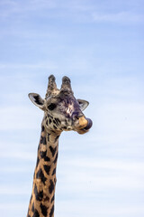 Portrait of a giraffe with his tongue out
