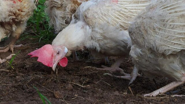 White domestic chickens molt outside