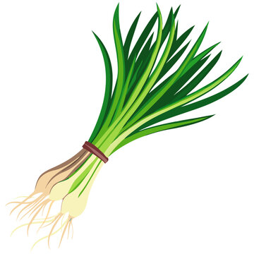 Illustration of a tied bundle of fresh chives with green stalks and white roots
