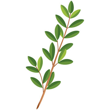 Illustration of a thyme sprig with small green oval leaves on a thin stem
