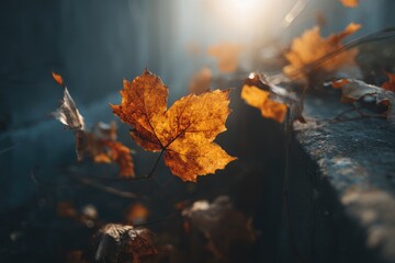 Autumn leaf on stone