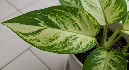 Obraz premium i image providing a macro close-up view of a large variegated leaf, highlighting its intricate green and cream patterns and texture.