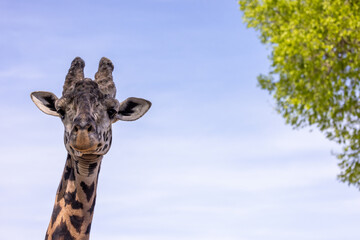 Naklejka premium Portrait of a giraffe