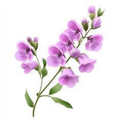 Delicate, light purple flowers on a slender stem.