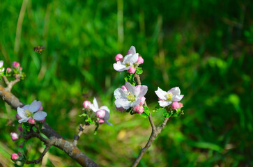 pink apple blossom
