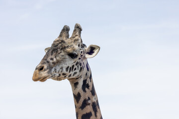Portrait of a giraffe