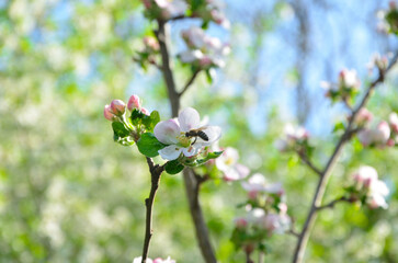 pink apple blossom
