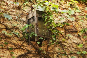 Climbing plant hanging on building wall, green leaves, old lamp post. Exterior decoration on the wall