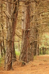 Cultivated pine trees forest for timber industry. Brown trunks and branches, fallen dead leaves on the ground,  green vegetation 