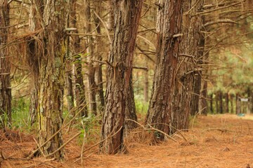 Cultivated forest of pine trees for timber industry, brown trunks with barks and branches, green vegetation on the ground
